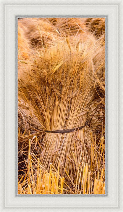 Plate 1 - Guatemala Highlands Shock of Wheat