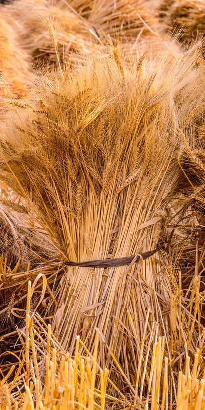 Plate 1 - Guatemala Highlands Shock of Wheat