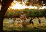 Tending the Flock