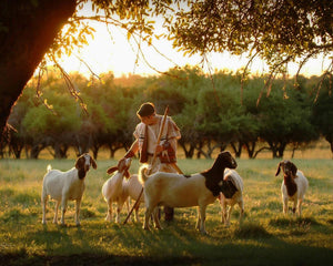 Tending the Flock