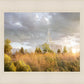 Payson Sunflowers