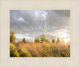 Payson Sunflowers