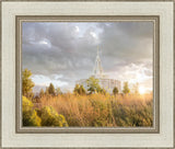 Payson Sunflowers