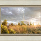 Payson Sunflowers