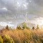 Payson Sunflowers