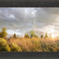 Payson Sunflowers