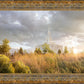 Payson Sunflowers