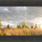 Payson Sunflowers