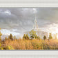 Payson Sunflowers