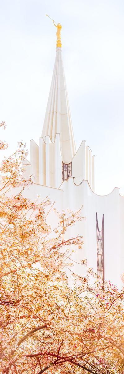 Jordan River Spring Blossoms