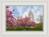 Salt Lake Spring Blossoms