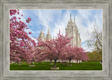 Salt Lake Spring Blossoms