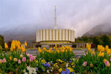 Provo Spring Tulips