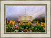 Provo Spring Tulips