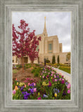 Ogden Tulips