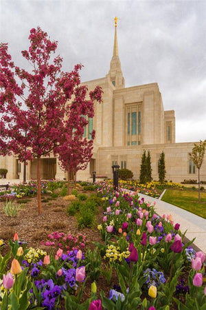 Ogden Tulips