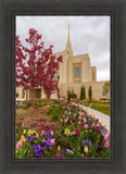 Ogden Tulips