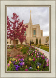 Ogden Tulips