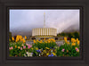 Provo Spring Tulips