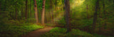 Sacred Grove Large Art