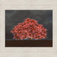 Tree of Life
