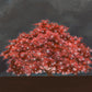 Tree of Life