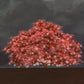 Tree of Life