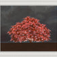 Tree of Life