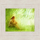 The Good Shepherd